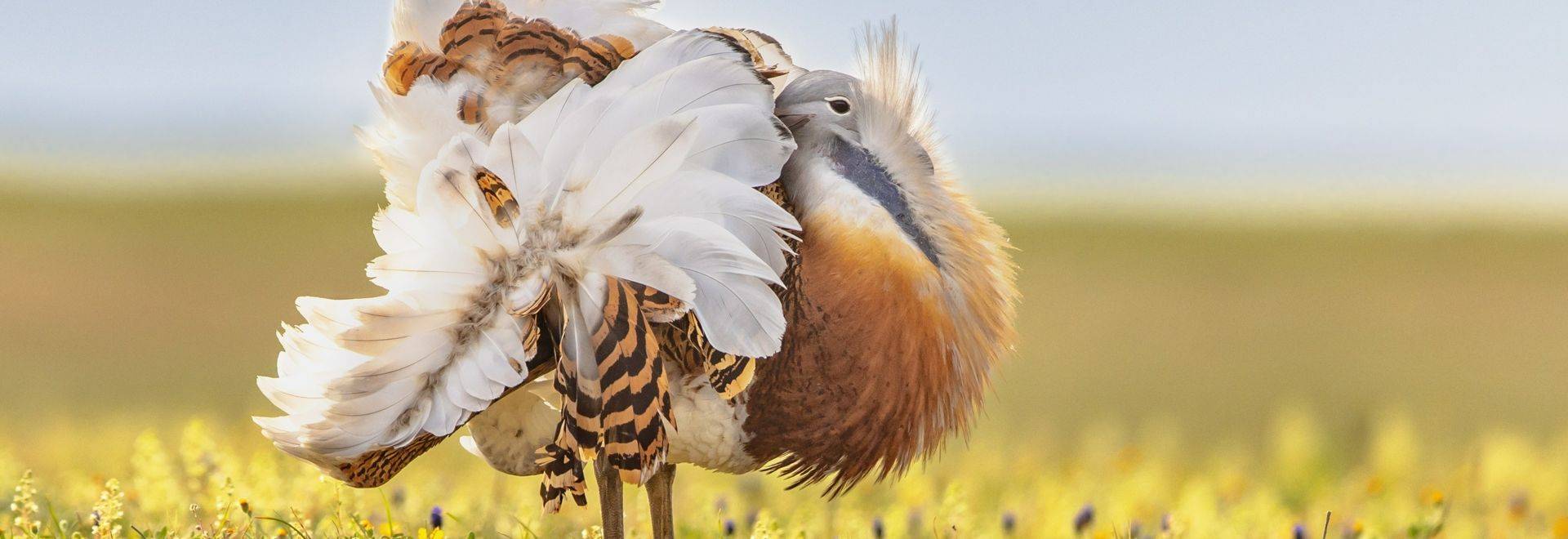 Great Bustard shutterstock_2211250653.jpg in-viewport