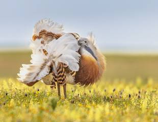 The Birds, Wines & History of Extremadura