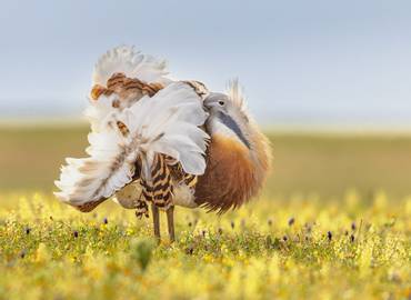 The Birds, Wines & History of Extremadura