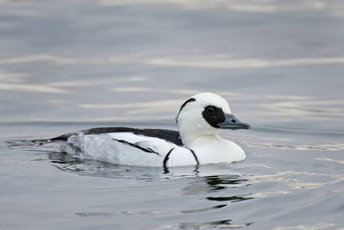 Smew shutterstock_791109529.jpg