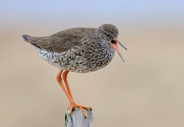 Common Redshank (Dave Jackson)