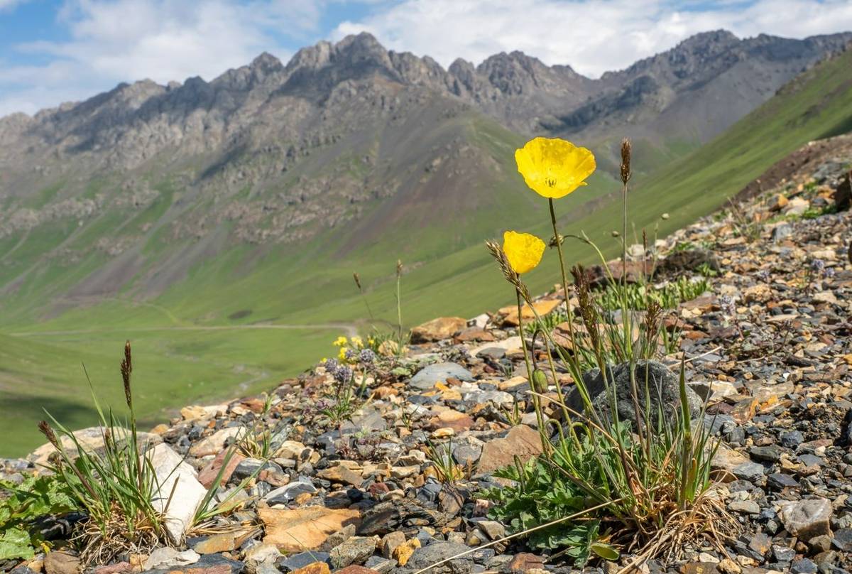 Ice Poppy in Kyrgyzstan © Machiel Valkenburg, June 2025