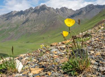 Kyrgyzstan - The Flora & Fauna of the Celestial Mountains