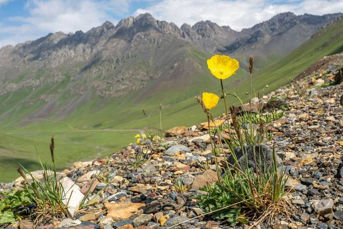 Ice Poppy in Kyrgyzstan © Machiel Valkenburg, June 2025