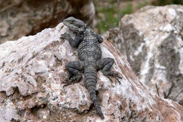 Agama Lizard (Tim Melling)