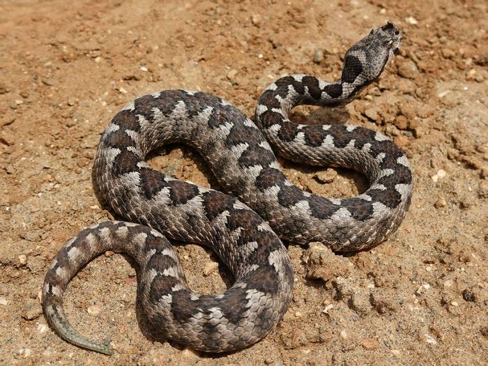 Nose-horned Viper (Vipera ammodytes)