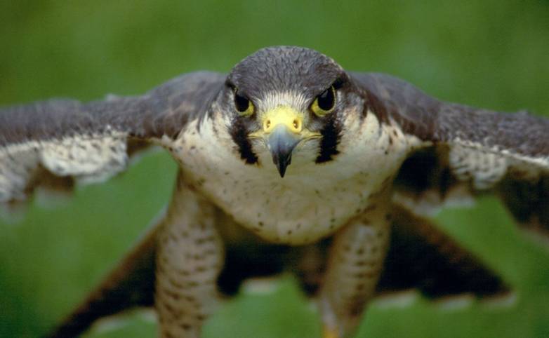 Wildlife - Peregrine Falcon - AdobeStock_3986109.jpeg