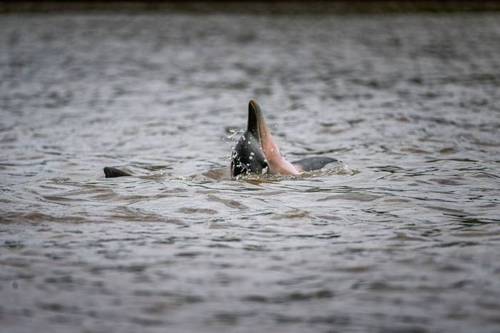 Guyana Dolphin © A J Bradshaw, March 2026 tour