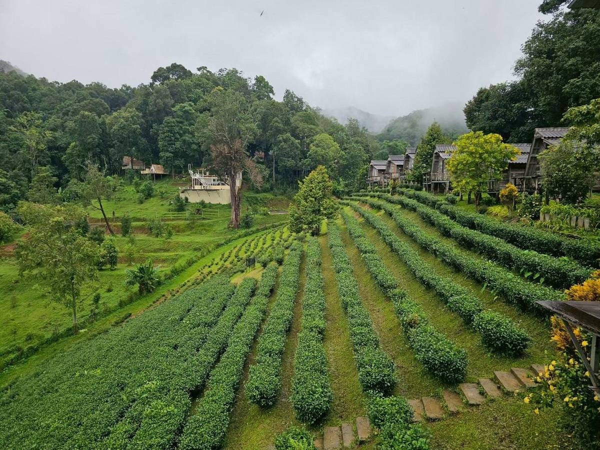 Tea Plantation3.jpg