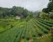 Tea Plantation3.jpg