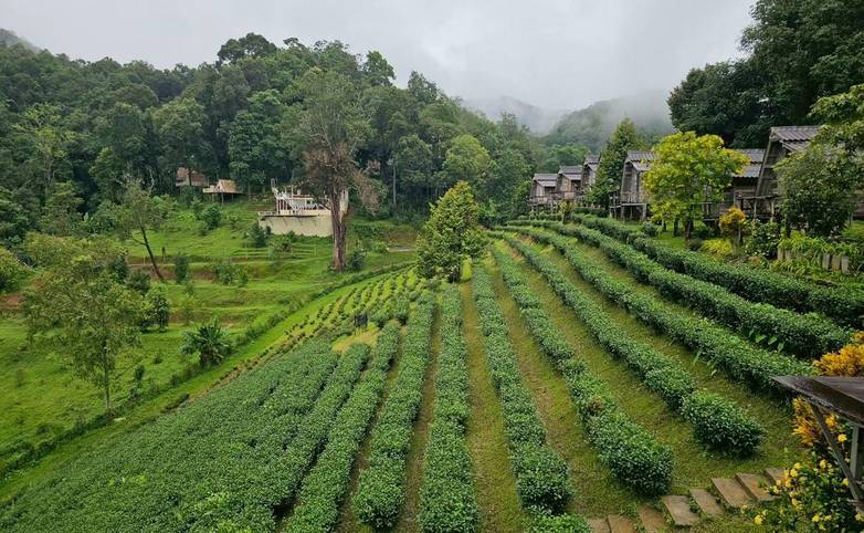 Tea Plantation3.jpg