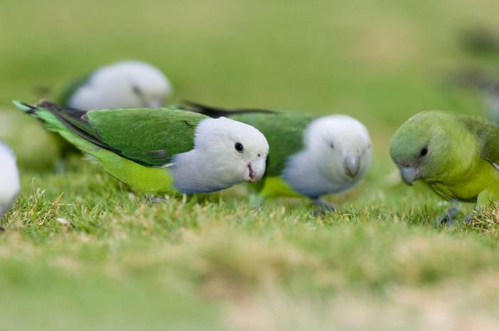 Grey-headed lovebird, InsÃ©parables Ã  tÃªte grise(Agapornis canus)