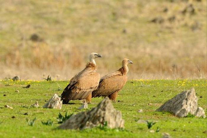 Griffon Vultures (David Morris)