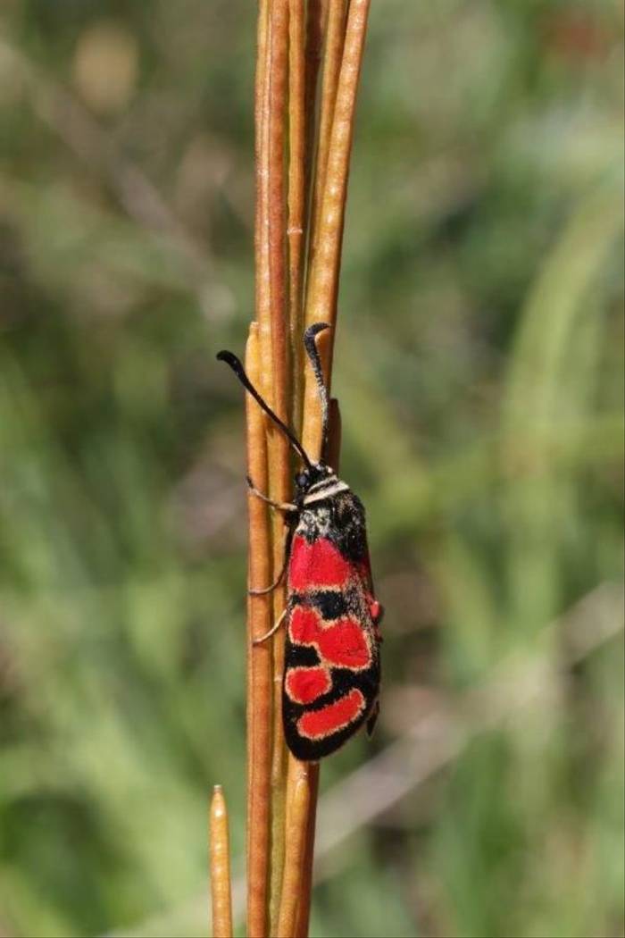 Burnet Moth (Gerald Broddelez)