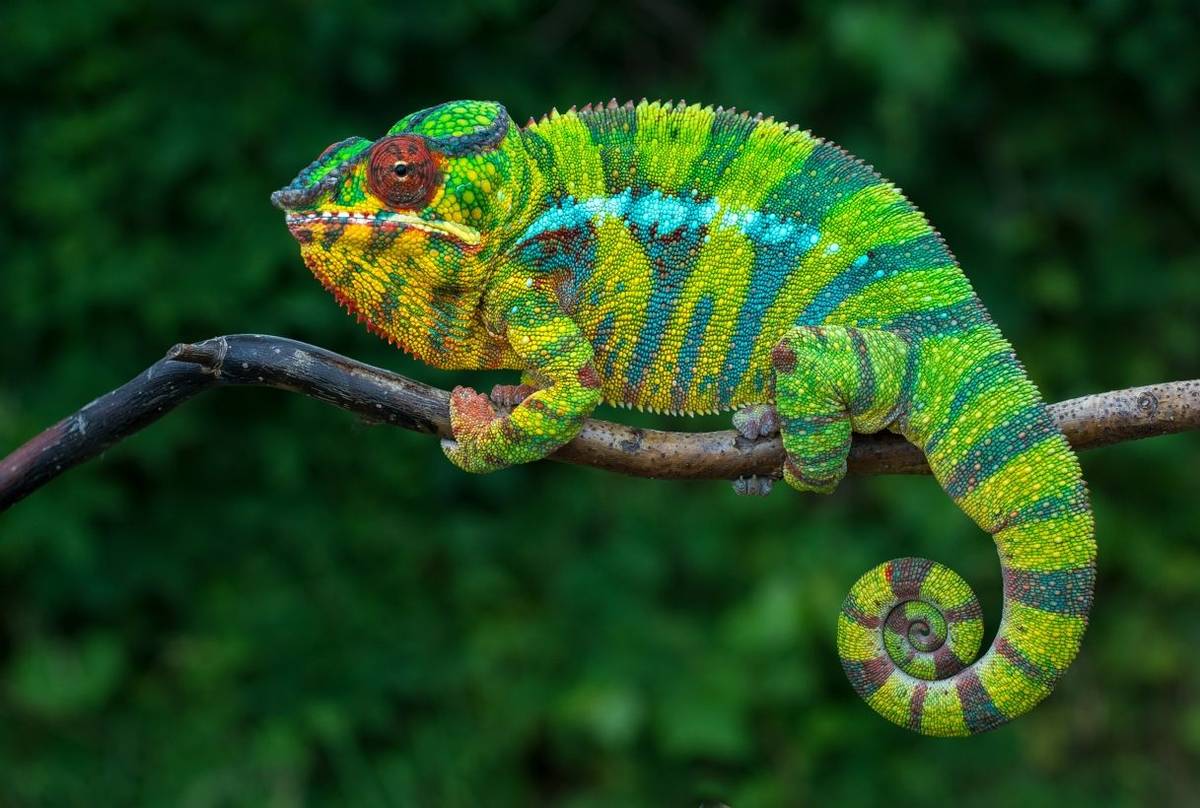 Panther Chameleon, Madagascar Shutterstock 661154716