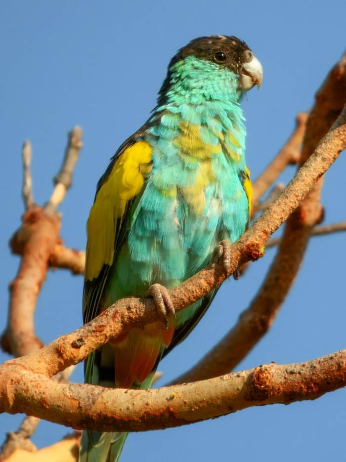 Hooded Parrot
