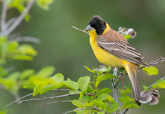 Black-headed Bunting © Chris Griffin, April 2025
