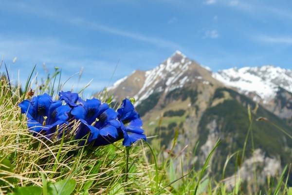 Trumpet Gentians Austria shutterstock_514668205.jpg