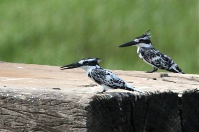 Pied Kingfisher (Stephen Berry)