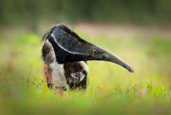 Giant Anteater (edited) shutterstock_1029848953.jpg