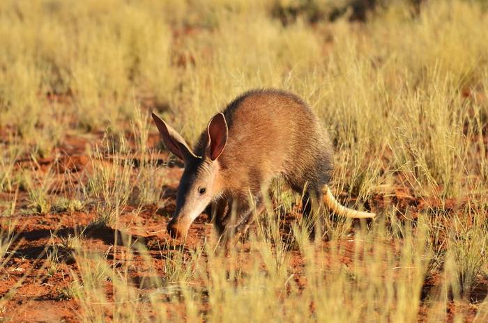 Aardvark, South Africa  shutterstock_308906741.jpg