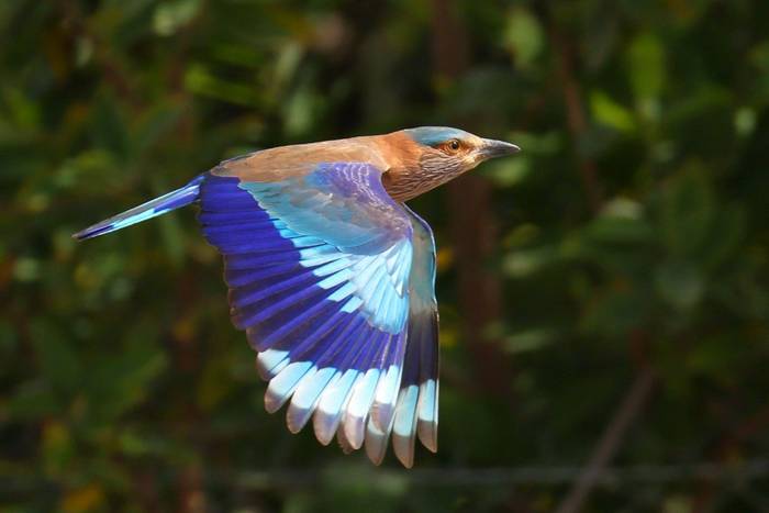 Indian Roller © Alleyn Plowright, Feb 2026 tour