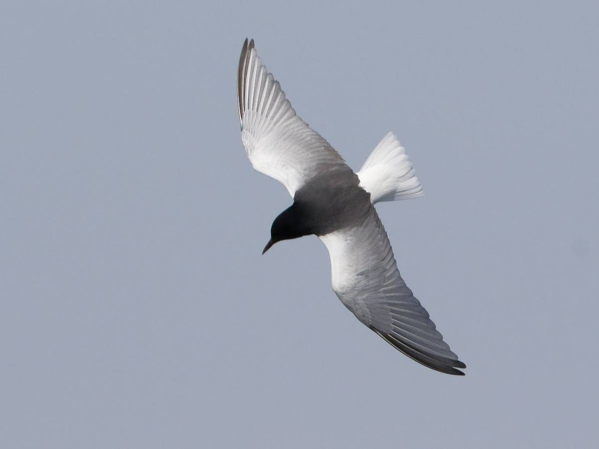 White-Winged Tern (Kevin Elsby)
