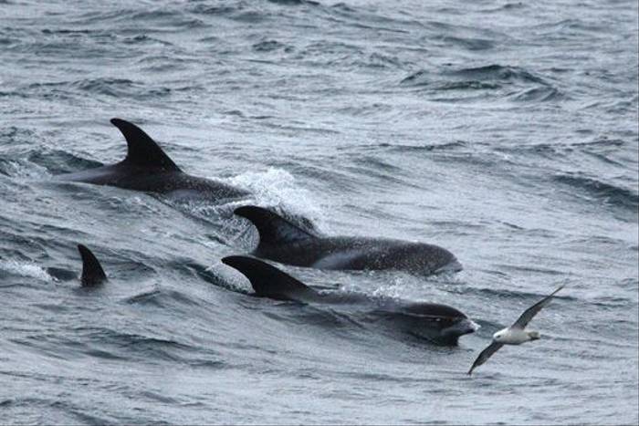 White-beaked Dolphins and Fulmar