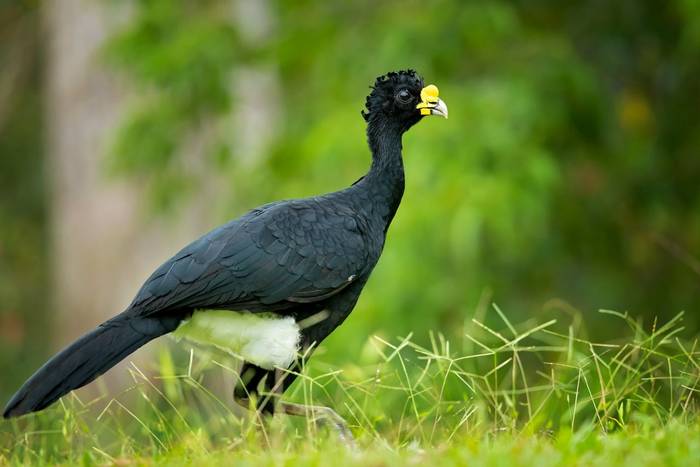 Great Curassow