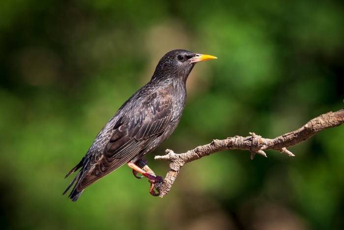 Spotless Starling, Sicily shutterstock_2300691933.jpg