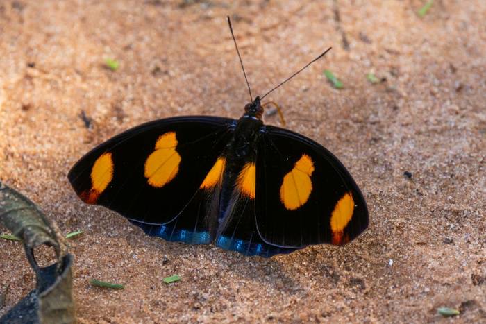 Blue-frosted Banner (Catonephele numilia) © James Warren, May 2026.jpg