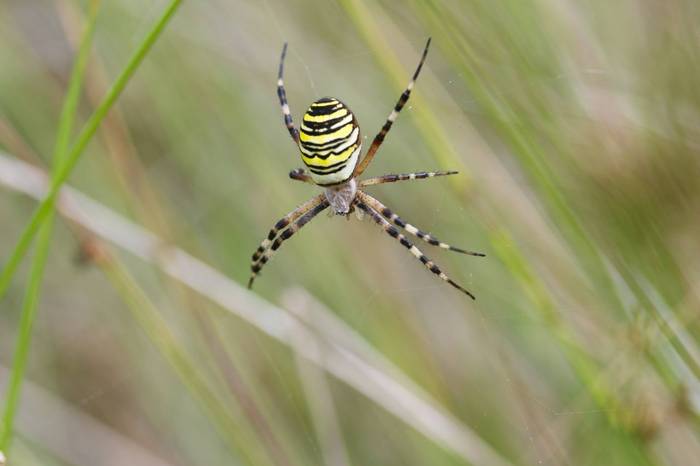 Wasp Spider (Female), Josh Phangurha