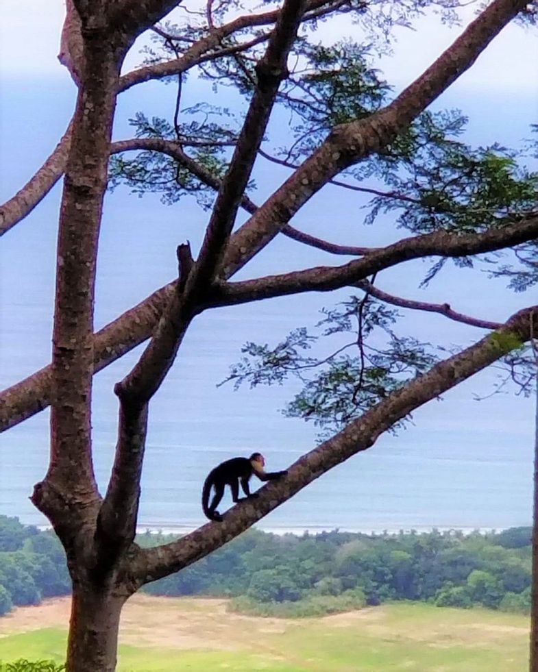 lapazul-retreat-monkey-tree.jpg