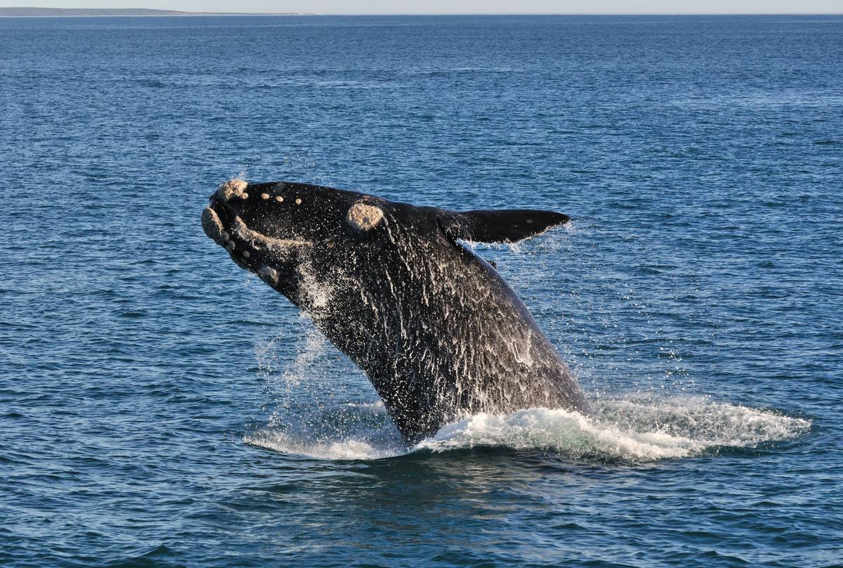 Right Whale shutterstock_166201097.jpg