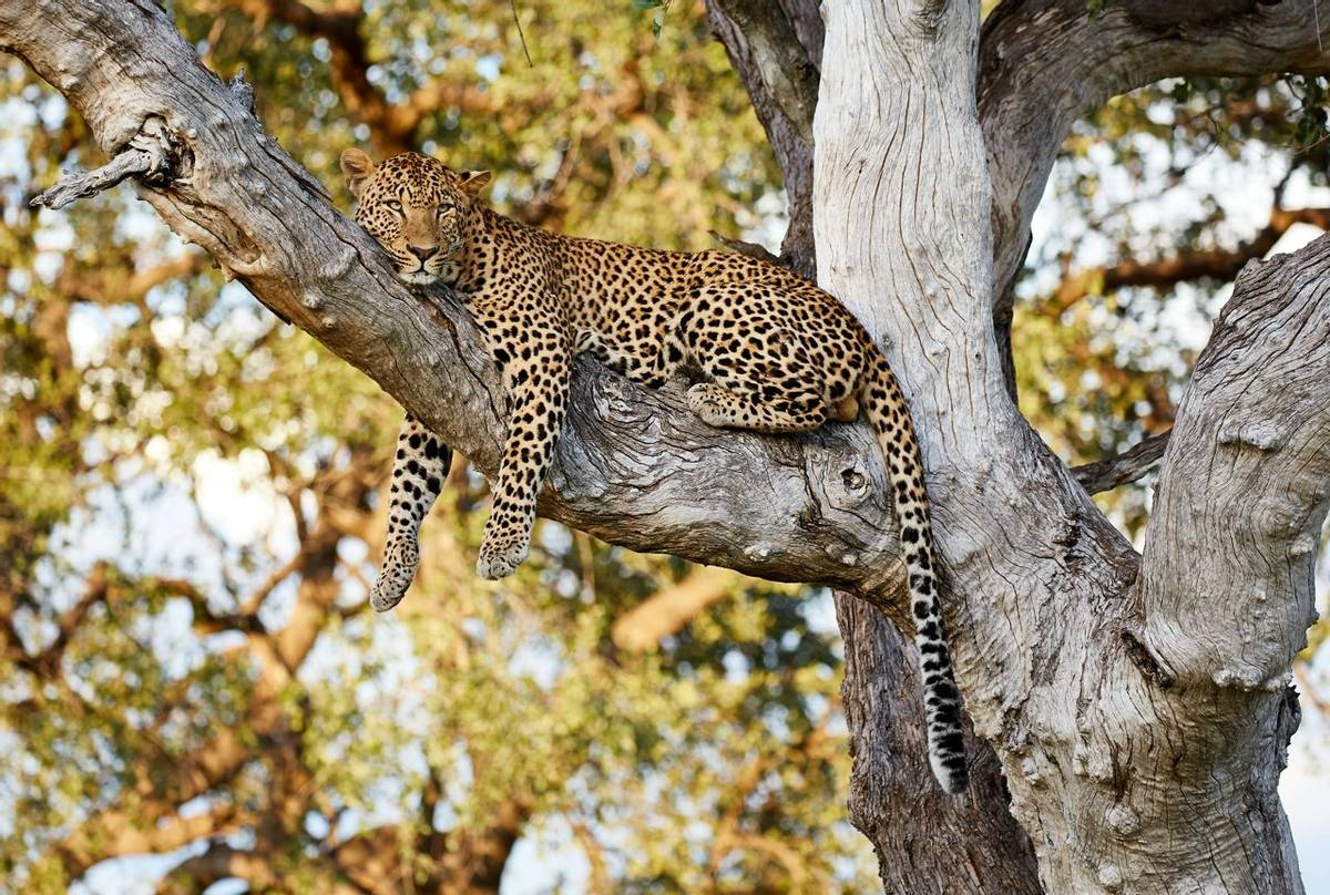 Leopard, South Luangwa, Zambia shutterstock_724954630.jpg