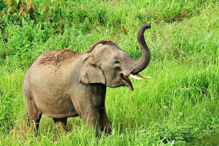 Juvenile Asian Elephant, Thailand shutterstock_144906631.jpg