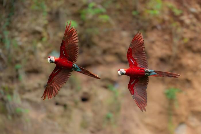 Red-and-green Macaw, Madidi National Park, Bolivia