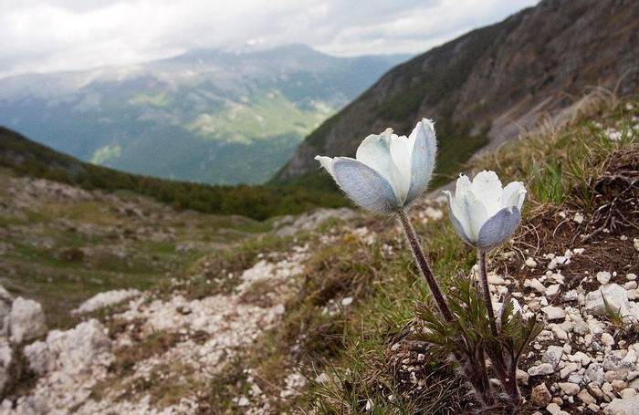 Alpine Pasque Flower (Lee Morgan)