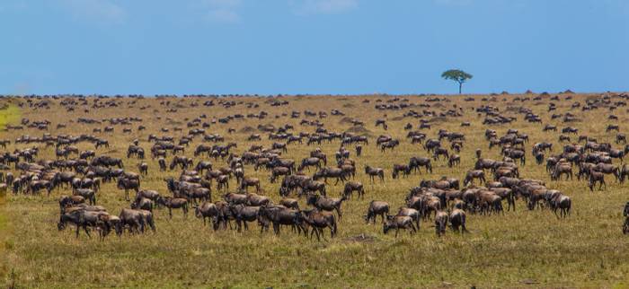 Wildebeest, Tanzania shutterstock_122988250.jpg