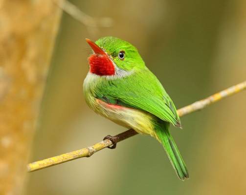 Jamaican Tody (Roger Wasley)