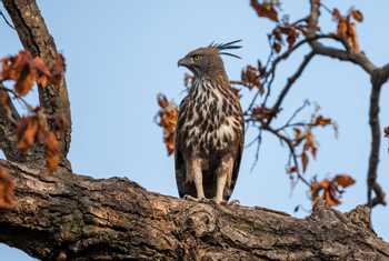 Changeable Hawk-eagle, Bandhavgarh National Park, India shutterstock_1468928564.jpg
