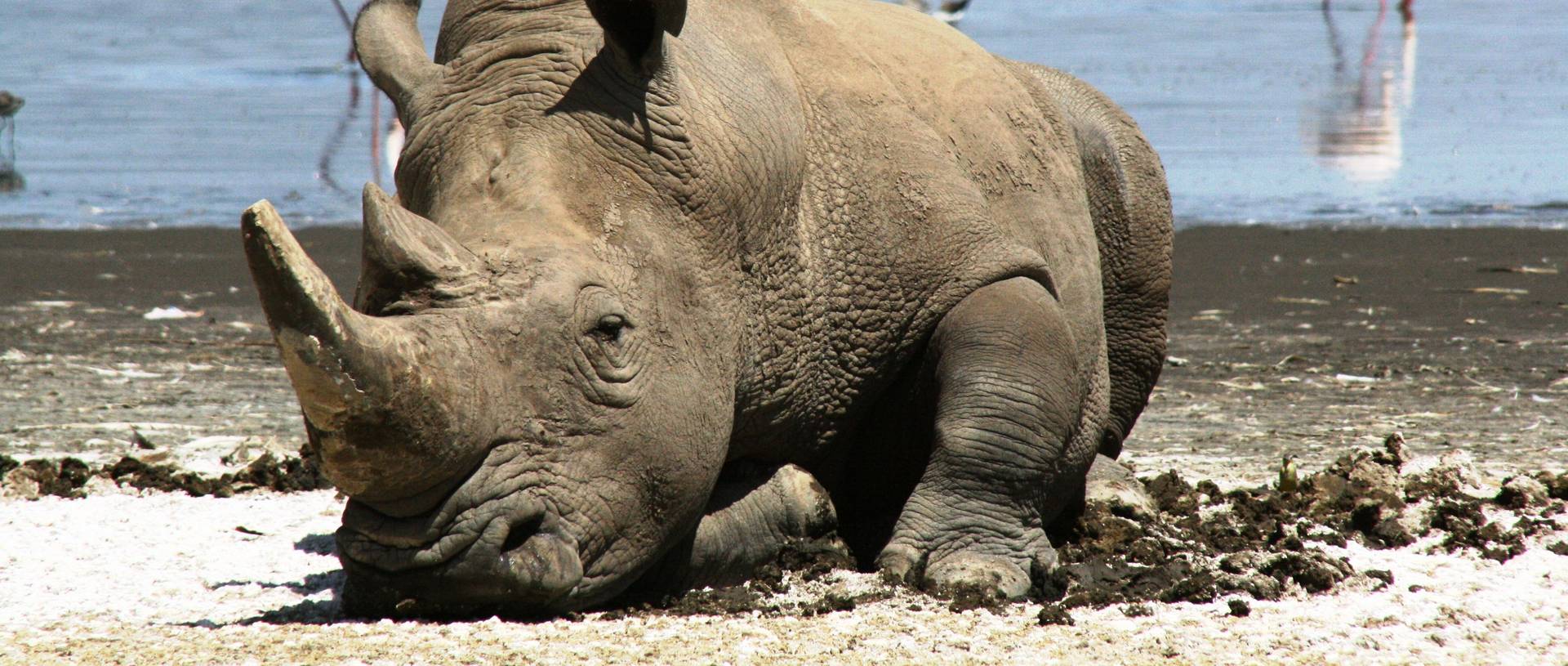 Rhino In Lake Nakuru