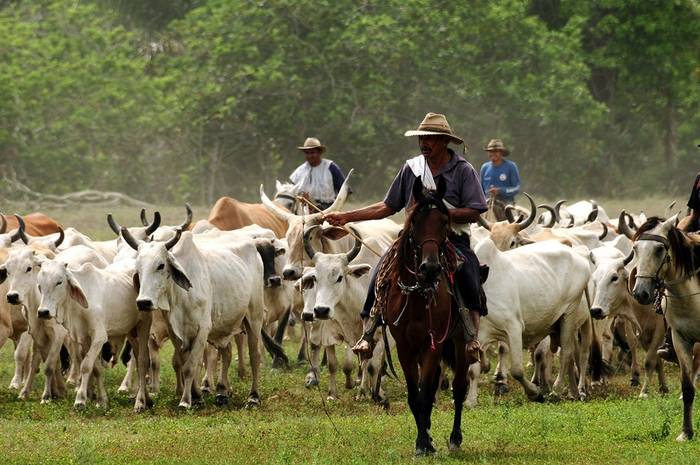 Local farmers