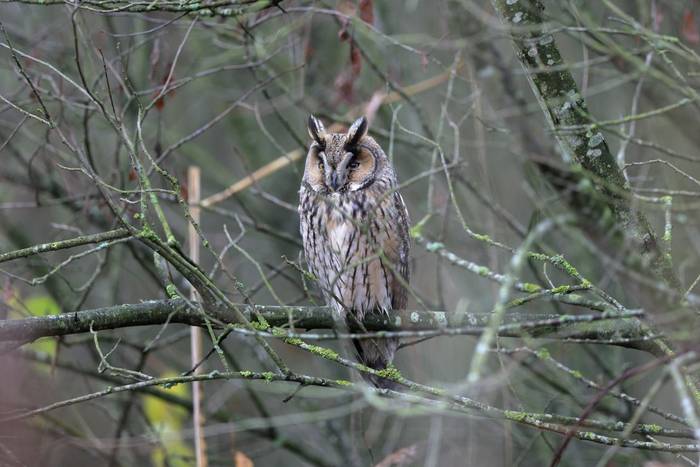 Long-eared Owl, Kent shutterstock_2097829060.jpg
