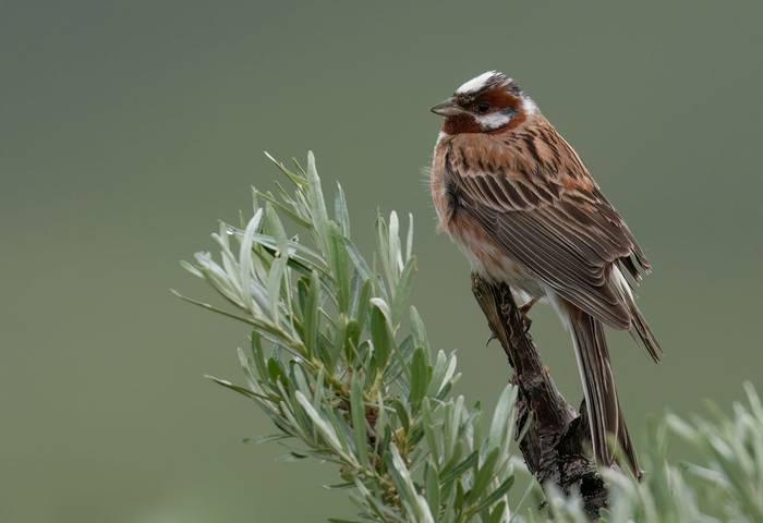 Pine Bunting © Chris Griffin, May 2025