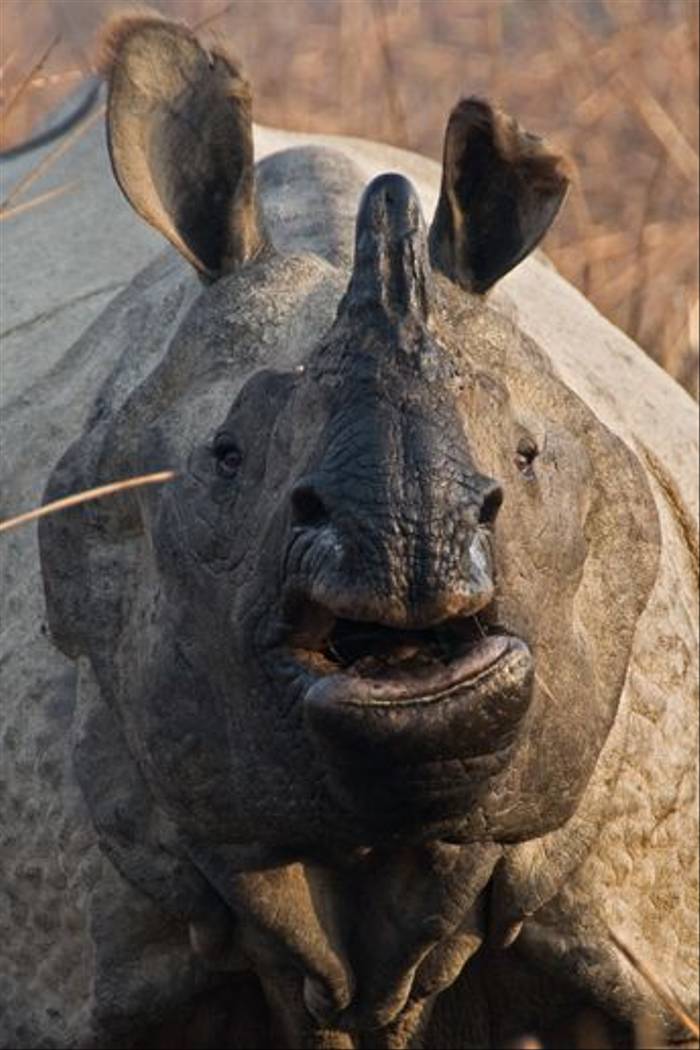 Indian One-horned Rhinoceros (Paul Stanbury)