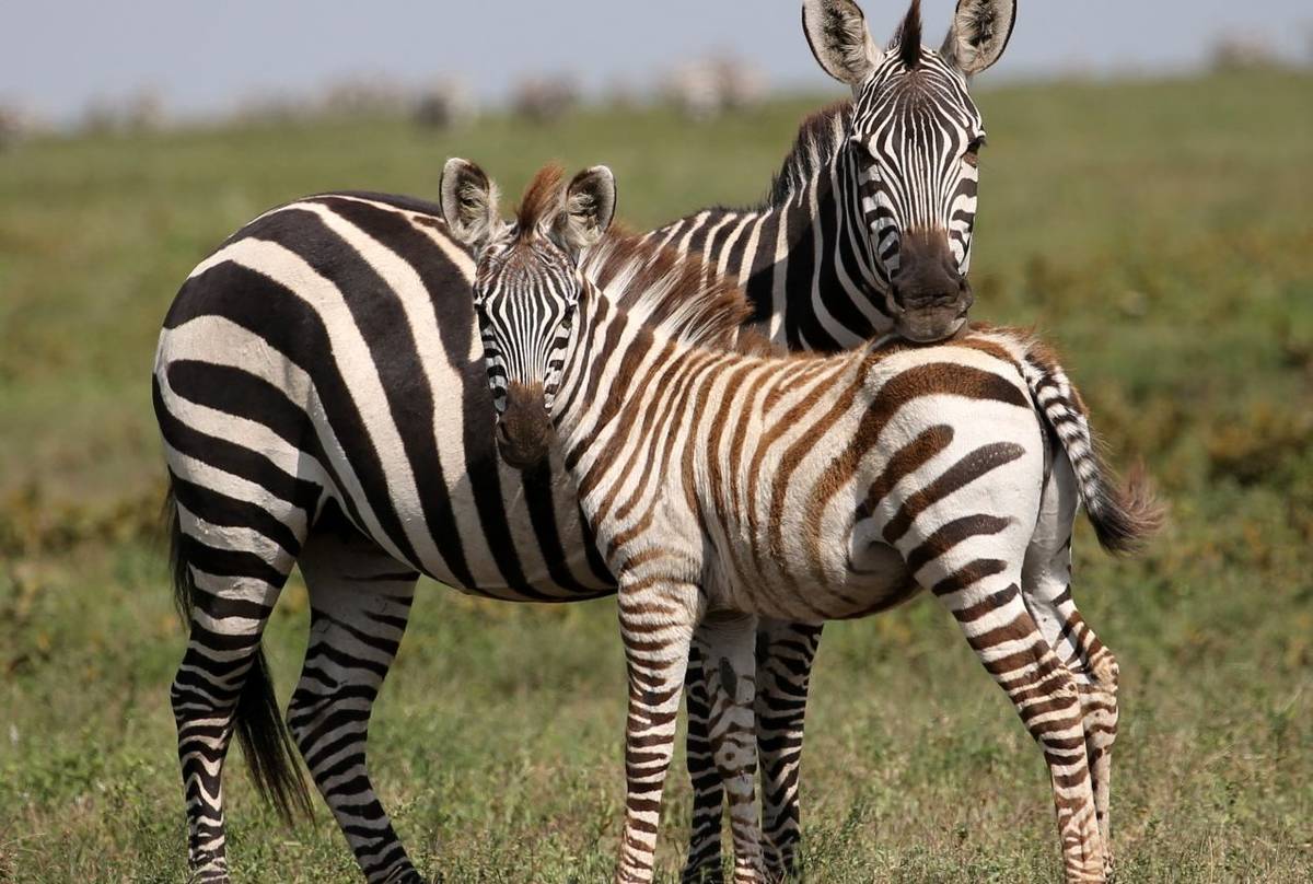 Zebras (Karen Malte Nielsen)