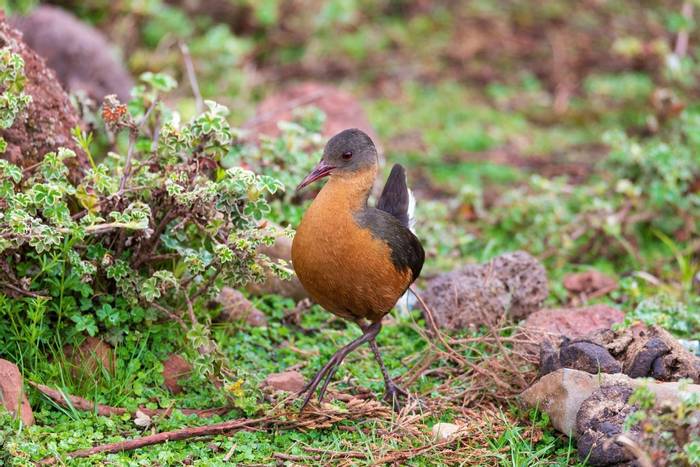 Rouget’s Rail