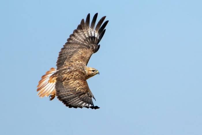 Long-legged Buzzard