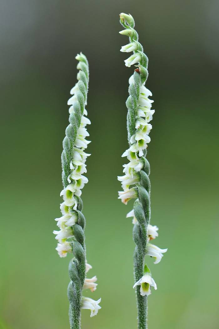 Autumn Lady's Tresses shutterstock_126816227.jpg